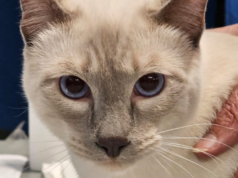 RICCARDO DEI THAI DI RAMA